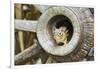 Eastern Chipmunk-Gary Carter-Framed Photographic Print