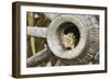 Eastern Chipmunk-Gary Carter-Framed Photographic Print