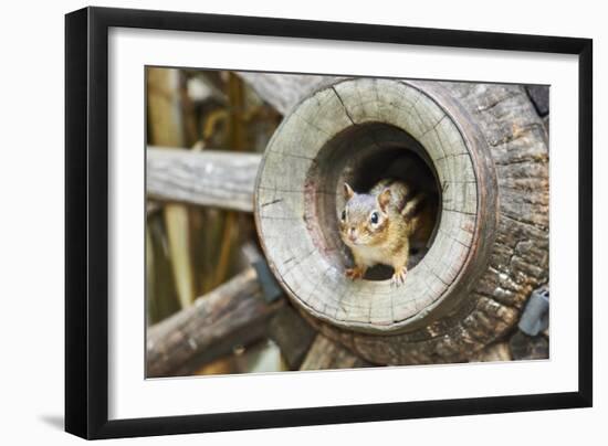 Eastern Chipmunk-Gary Carter-Framed Photographic Print