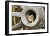 Eastern Chipmunk-Gary Carter-Framed Photographic Print