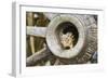 Eastern Chipmunk-Gary Carter-Framed Photographic Print