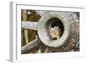 Eastern Chipmunk-Gary Carter-Framed Photographic Print