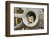 Eastern Chipmunk-Gary Carter-Framed Photographic Print