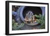 Eastern Chipmunk-Gary Carter-Framed Photographic Print