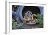 Eastern Chipmunk-Gary Carter-Framed Photographic Print