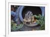 Eastern Chipmunk-Gary Carter-Framed Photographic Print