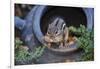 Eastern Chipmunk-Gary Carter-Framed Photographic Print