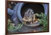 Eastern Chipmunk-Gary Carter-Framed Photographic Print