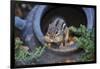 Eastern Chipmunk-Gary Carter-Framed Photographic Print