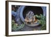 Eastern Chipmunk-Gary Carter-Framed Photographic Print