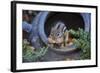 Eastern Chipmunk-Gary Carter-Framed Photographic Print