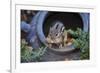 Eastern Chipmunk-Gary Carter-Framed Photographic Print