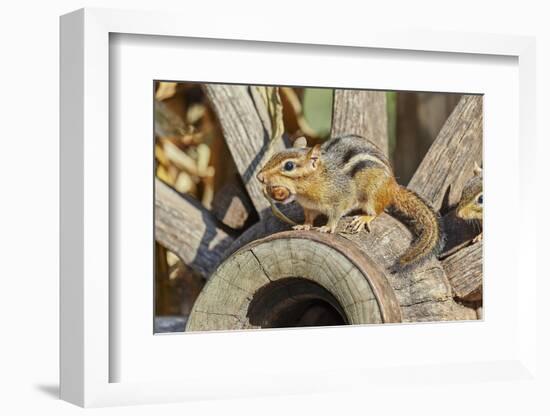 Eastern Chipmunk-Gary Carter-Framed Photographic Print