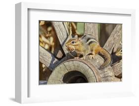 Eastern Chipmunk-Gary Carter-Framed Photographic Print