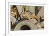 Eastern Chipmunk-Gary Carter-Framed Photographic Print