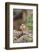 Eastern Chipmunk-Gary Carter-Framed Photographic Print