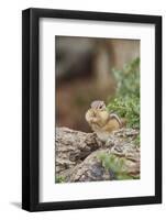 Eastern Chipmunk-Gary Carter-Framed Photographic Print