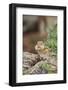 Eastern Chipmunk-Gary Carter-Framed Photographic Print