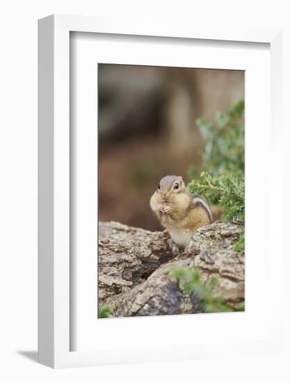 Eastern Chipmunk-Gary Carter-Framed Photographic Print