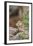 Eastern Chipmunk-Gary Carter-Framed Photographic Print