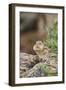 Eastern Chipmunk-Gary Carter-Framed Photographic Print