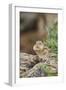 Eastern Chipmunk-Gary Carter-Framed Photographic Print