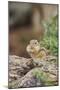 Eastern Chipmunk-Gary Carter-Mounted Photographic Print