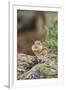 Eastern Chipmunk-Gary Carter-Framed Photographic Print