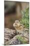 Eastern Chipmunk-Gary Carter-Mounted Photographic Print