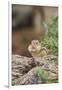 Eastern Chipmunk-Gary Carter-Framed Photographic Print