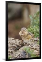 Eastern Chipmunk-Gary Carter-Framed Photographic Print