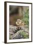 Eastern Chipmunk-Gary Carter-Framed Photographic Print