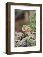 Eastern Chipmunk-Gary Carter-Framed Photographic Print