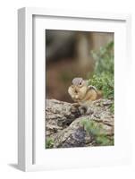 Eastern Chipmunk-Gary Carter-Framed Photographic Print