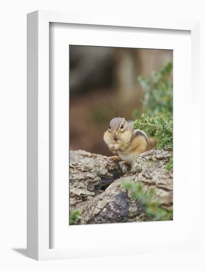 Eastern Chipmunk-Gary Carter-Framed Photographic Print