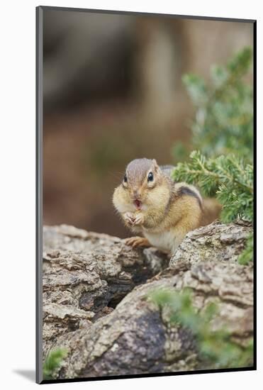 Eastern Chipmunk-Gary Carter-Mounted Photographic Print