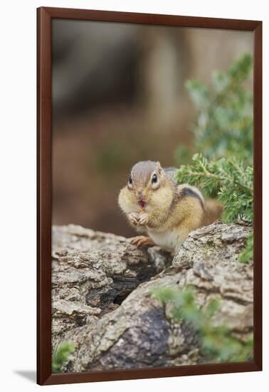 Eastern Chipmunk-Gary Carter-Framed Photographic Print