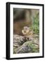 Eastern Chipmunk-Gary Carter-Framed Photographic Print