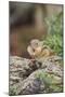 Eastern Chipmunk-Gary Carter-Mounted Photographic Print