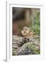 Eastern Chipmunk-Gary Carter-Framed Photographic Print