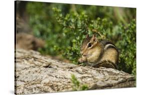 Eastern Chipmunk-Gary Carter-Stretched Canvas