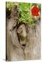 Eastern Chipmunk-Gary Carter-Stretched Canvas