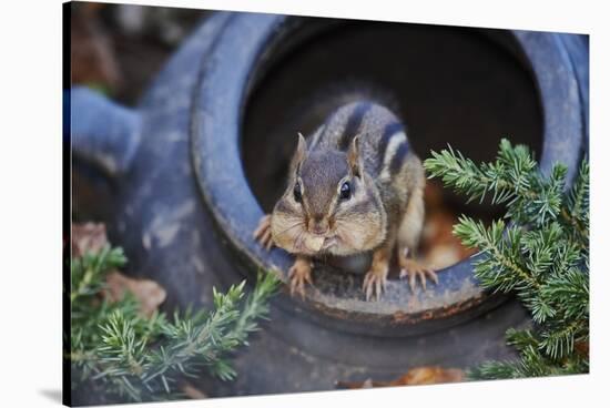 Eastern Chipmunk-Gary Carter-Stretched Canvas