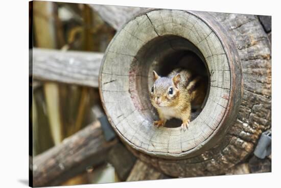 Eastern Chipmunk-Gary Carter-Stretched Canvas