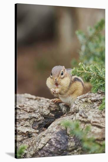 Eastern Chipmunk-Gary Carter-Stretched Canvas