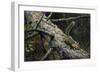 Eastern Chipmunk-Harro Maass-Framed Giclee Print