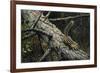 Eastern Chipmunk-Harro Maass-Framed Giclee Print