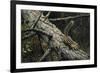 Eastern Chipmunk-Harro Maass-Framed Giclee Print