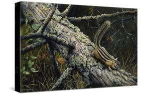 Eastern Chipmunk-Harro Maass-Stretched Canvas