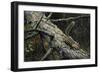 Eastern Chipmunk-Harro Maass-Framed Premium Giclee Print